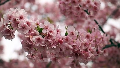 Un ciliegio sul libro dell'Avvocato Gianluca De Micheli