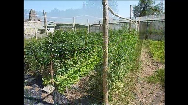 Jardins - Musique : La robe de mariée (JP Loyer) - Eric : guitares, mandolines.
