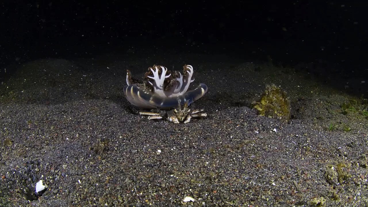 Le crabe oursin transporte des méduses sur le fond de l'océan
