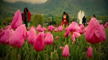 Tulip Garden in Kashmir II Srinagar Tulip Garden II Jammu and Kashmir