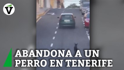 PACMA denuncia el intento de abandono de un perro en Granadilla de Abona (Tenerife)