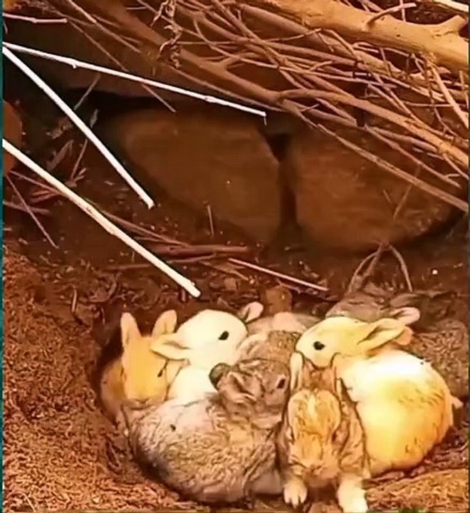 Anne tavşanın yavrularını koruma yöntemi görenleri hayrete düşürüyor!
