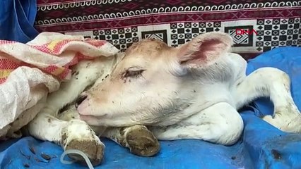 L'agriculteur a amené son veau malade chez le vétérinaire dans le coffre de son véhicule.