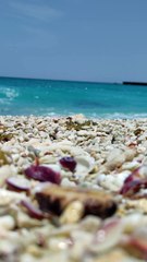 BEAUTIFUL SHEllS ON THE BEACH #beauty of nature # healing
