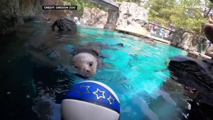 شاهد: تدريب ثعلب الماء على لعب كرة السلة