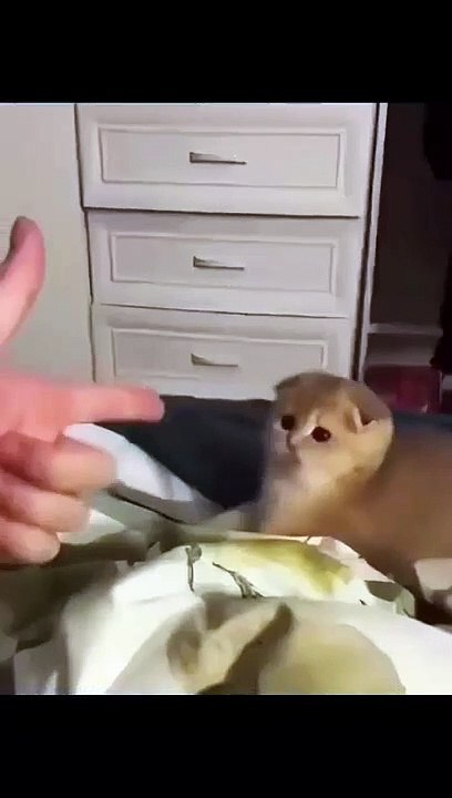 cat Cutest thing you'll see today