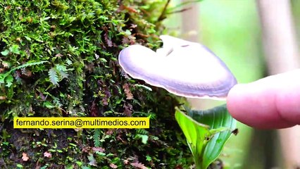 El gran proyecto para la Sierra de Álica | Conexión Milenio