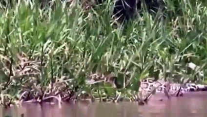 15 VERRÜCKTESTE Tier Kämpft, Gefangen Auf Kamera #4 Löwe,Tiger,Nilpferd