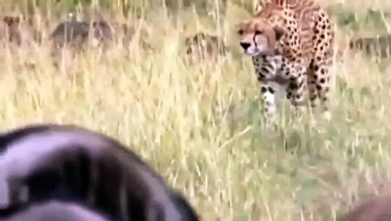 15 VERRÜCKTESTE Tier Kämpft, Gefangen Auf Kamera #1 Löwe,Büffel,Krokodil