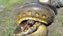 Anaconda vs Krokodil Python vs Alligator Zusammenstellung von Python vs Krokodil Schlange