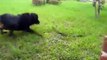 Anaconda kämpfen Hund vs. Schlange ► Echte Kampf Anaconda,python,Hund