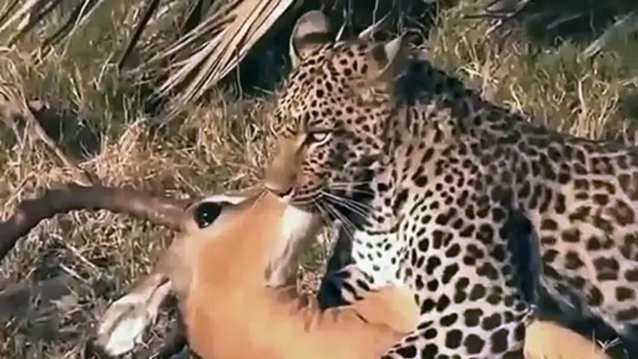 15 VERRÜCKTESTE Tier Kämpft, Gefangen Auf Kamera #16 Löwe,Tiger,Nilpferd