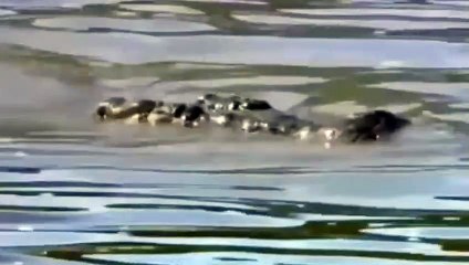 Bei der Beute wehrt, Büffel, Wildschwein, Zebra vs Löwe, Jaguar, Krokodil (4)