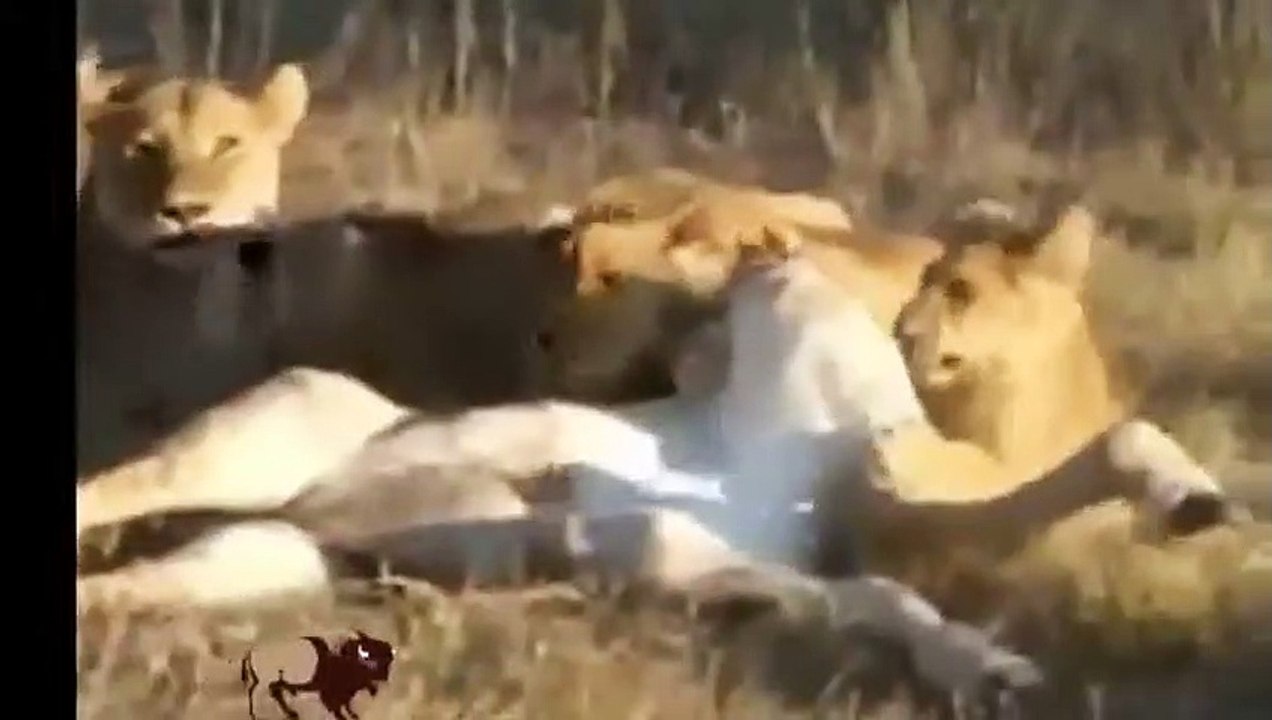 Bei der Beute wehrt, Büffel, Wildschwein, Zebra vs Löwe, Jaguar, Krokodil (5)