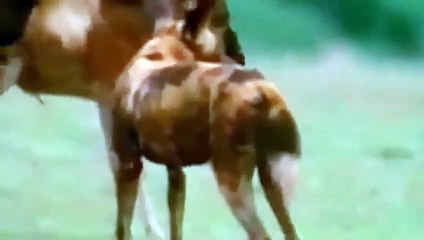 Neu  Gefährliches Tier-Attacken