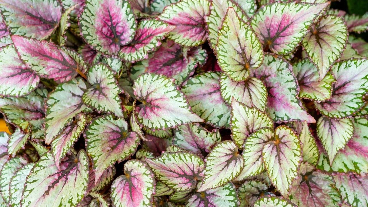 How to Plant and Grow Rex Begonias