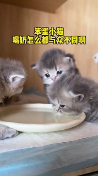 VERY FUNNY #shorts #viral #youtubeshorts #trending #like #sunset #short #animals