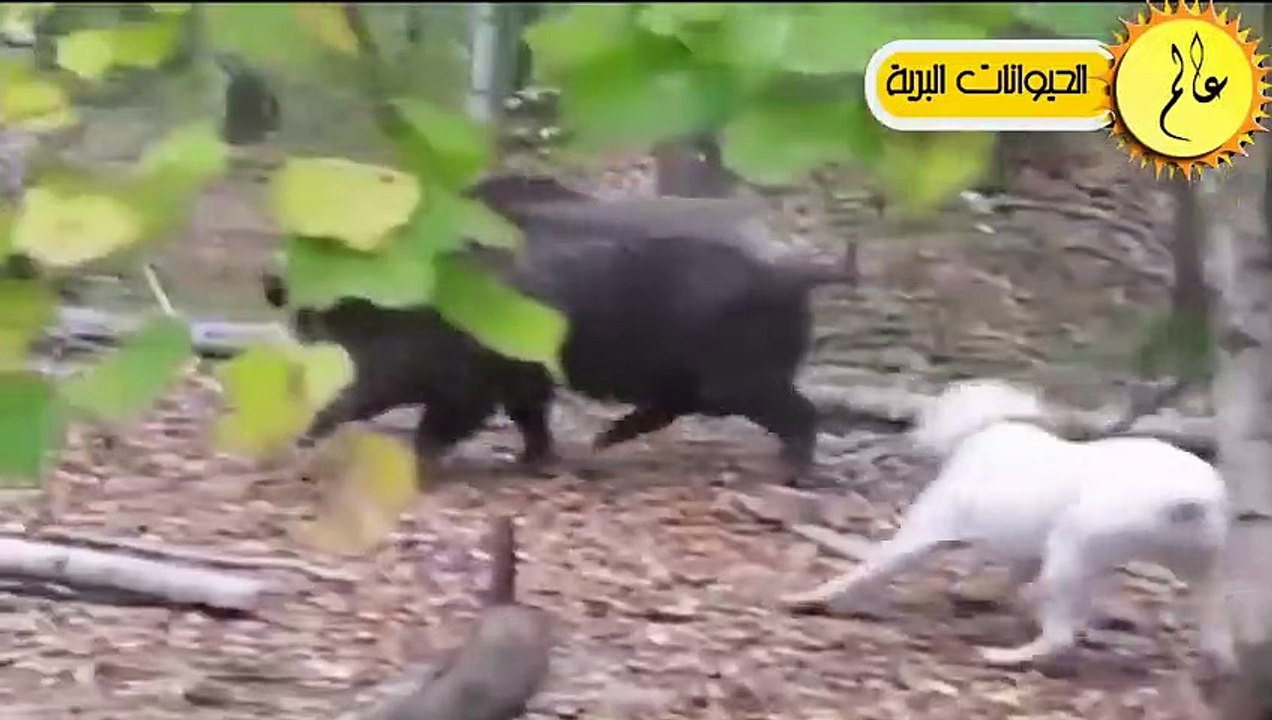 أسد الجبال الغاضب يواجه كلب دوجو أرجنتينو!!مشهد...