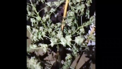 ext-marihuana-120623