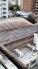 230612 Tordos en la Escuela Nº 4