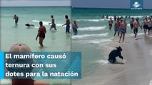 Osito se da chapuzón en la playa y sorprende a bañistas