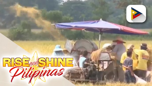 Farm gate price ng palay, tumaas ng higit P18 noong Marso batay sa pag-aaral ng PSA