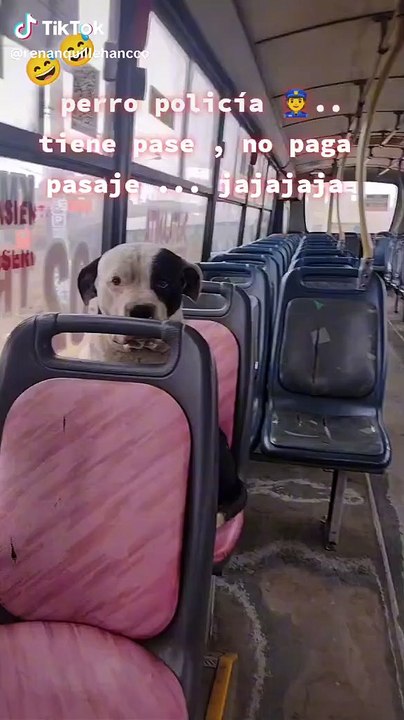 Perrito no paga pasaje