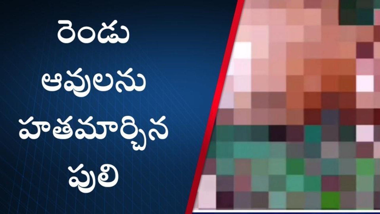 సాలూరు: ‘‘ఆవులను చంపేసిన పెద్దపులి... ఆందోళనలో స్థానికులు’’