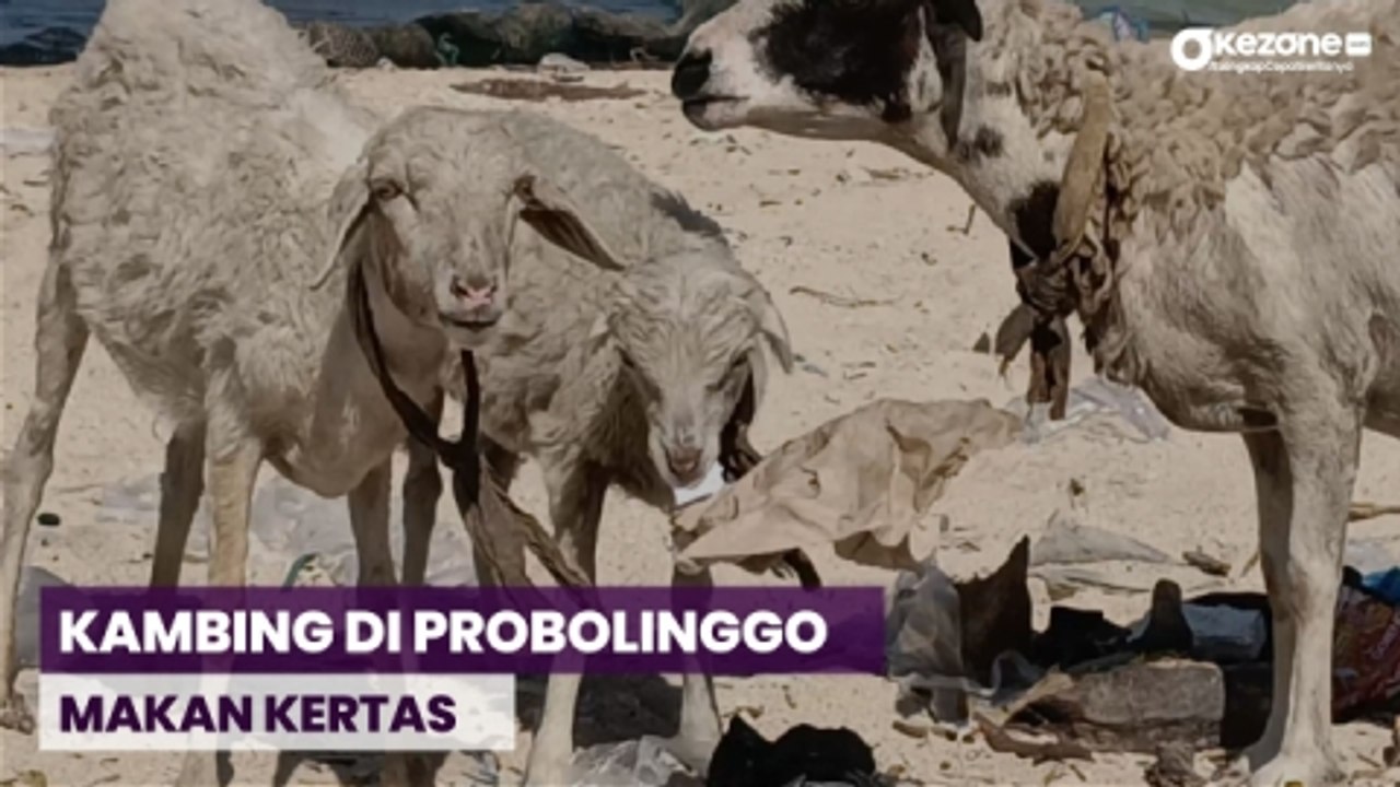 Minim Rumput, Kambing di Pulau Gili Ketapang Probolinggo Makan Kertas hingga Timba Plastik