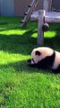 Panda Feng Bang Grow Up Complication❤️❤️