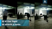 “Con permiso que tengo hambre”. Oso interrumpe fiesta y se va directo a la mesa de comida