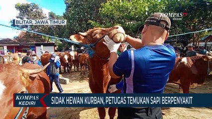 Sidak Hewan Kurban, Petugas Temukan Sapi Yang Terjangkit LSD