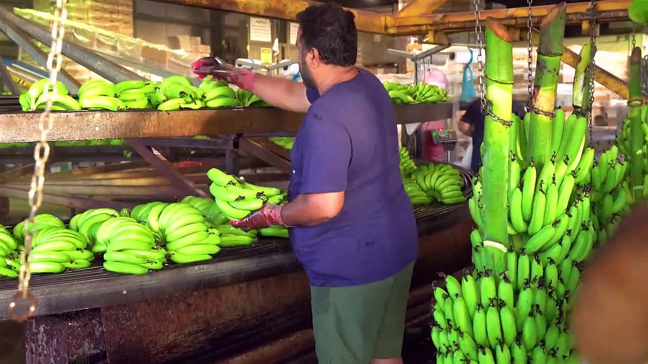 Liverpool Range Bananas, Innisfail, Qld June 13, 2023 video Dailymotion