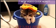Funny Cats Compilation [Most See] Funny Cat Videos Ever Part 1