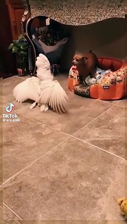 Cokato fighting dog