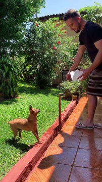 Martial Arts Pup Flips For Water