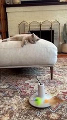 Kitten Too Tired To Play With New Toy