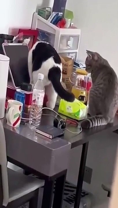 cat Cutest thing you'll see today
