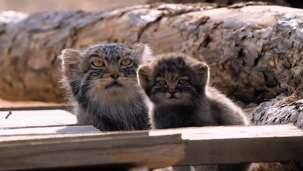 Super cute moment rare Pallas cats spotted chilling in sunshine
