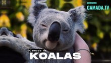 Koalas: From Tiny Marsupials to Australia's Most Beloved Species