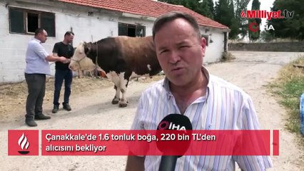Çanakkale'de 1.6 tonluk boğa satışa çıkarıldı