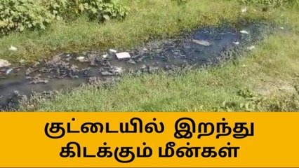 திருப்பத்தூர்:குட்டையில் மர்மமான முறையில் இறந்து கிடக்கும் மீன்கள்!