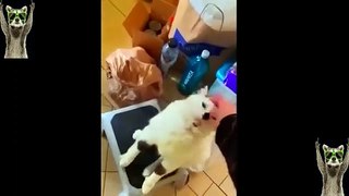 Best cats funny videos 2023