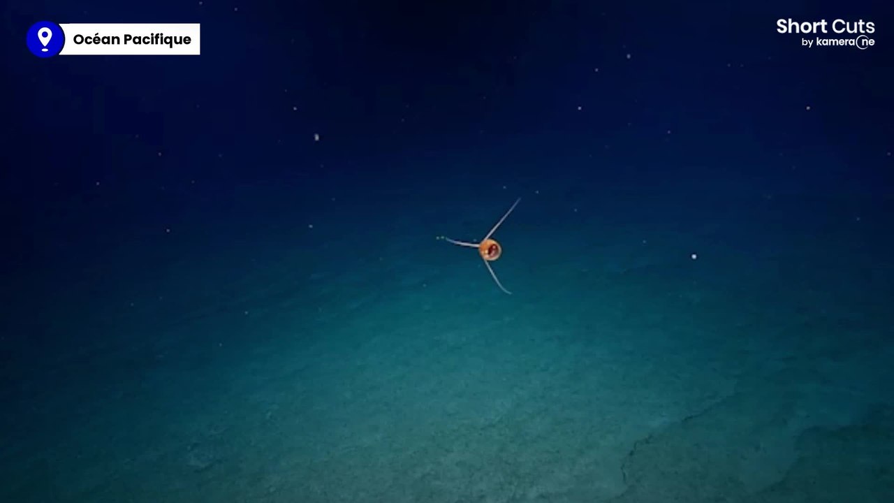 Une méduse extrêmement rare a été repérée dans l'océan Pacifique