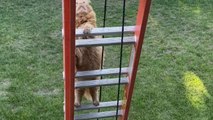 Fat ginger cat tries to climb up a ladder and falls *Hilarious cat fail*