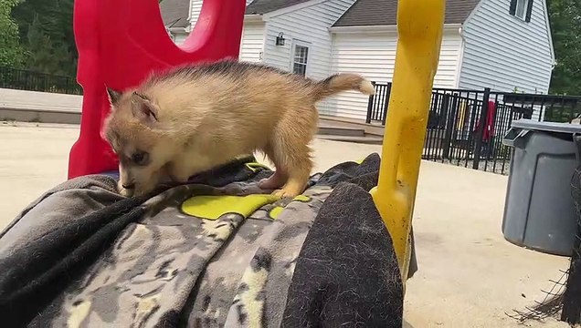 Siberian Husky Puppy Takes A Surprise Slide Ride