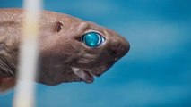 400 metre derindeki oltasına ‘Işık saçan’ köpek balığı takıldı