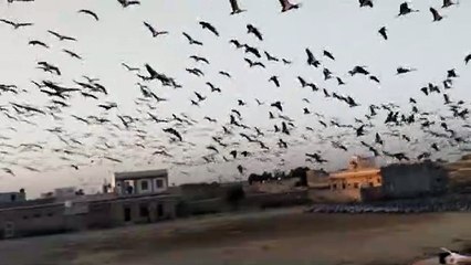 मेहमां परिंदे कुरजां प्रवास स्थल में बिछाई जा रही है हाइटेंशन लाइन