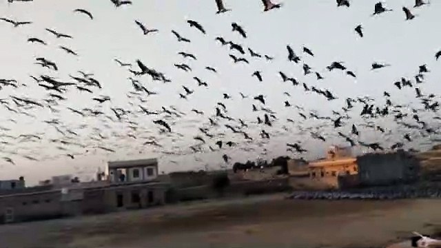 मेहमां परिंदे कुरजां प्रवास स्थल में बिछाई जा रही है हाइटेंशन लाइन