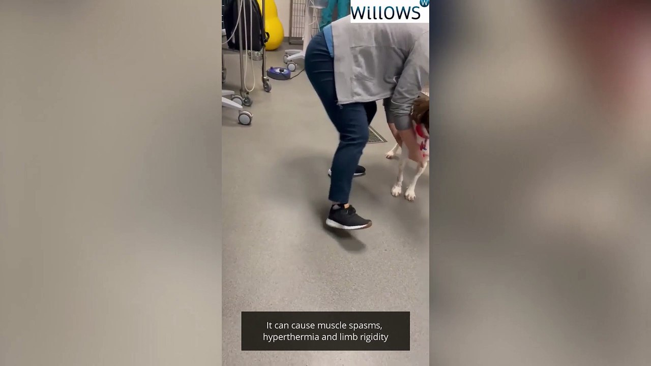 Springer spaniel makes miracle recovery from paralysis from tetanus